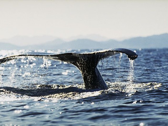 Humpback Whale